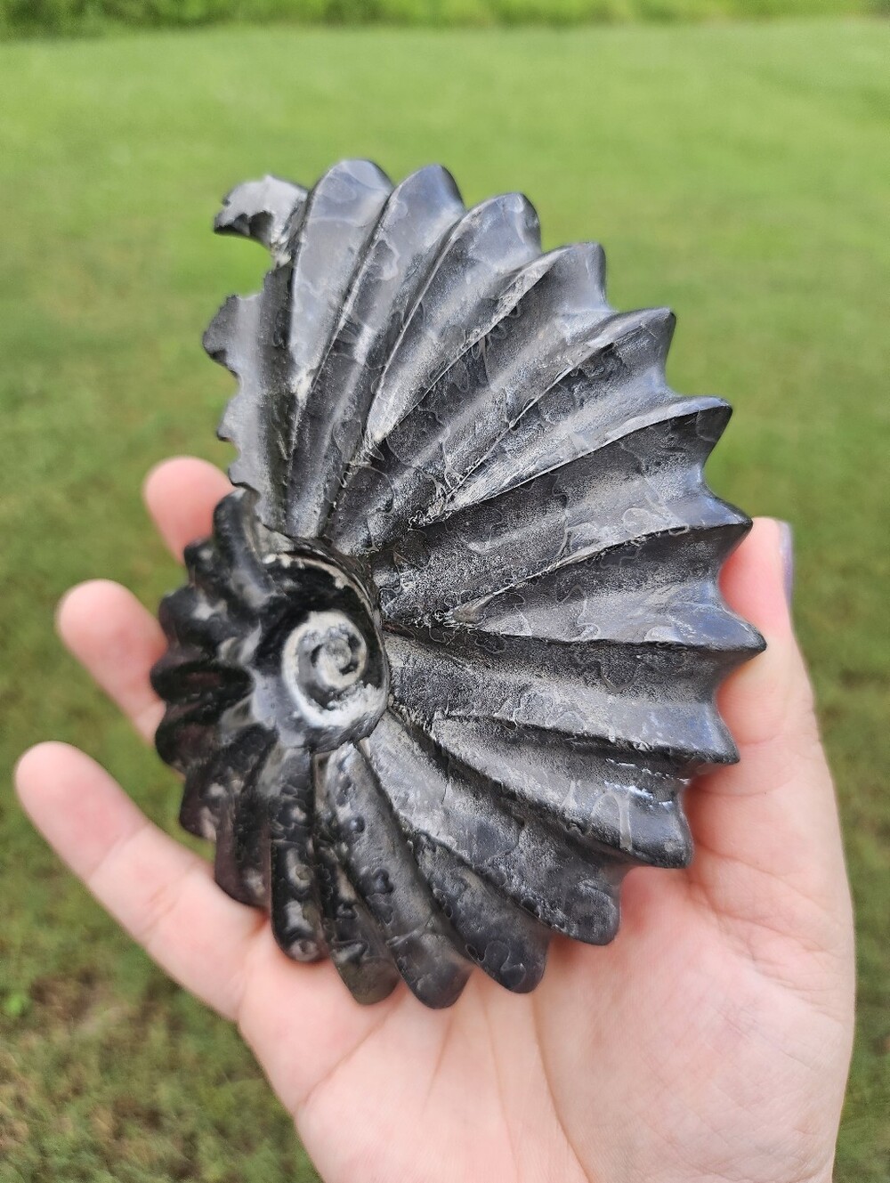 Ammonite Shell 4.8 In - Picture 3 of 3